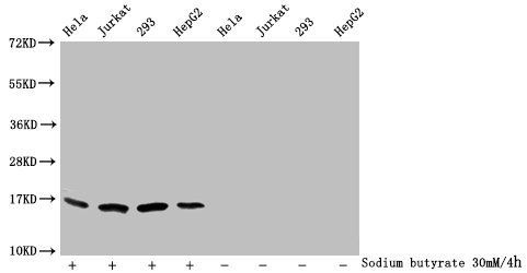 Butyrly-HIST1H3A (K79) Antibody