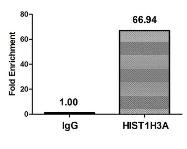 Butyrly-HIST1H3A (K9) Antibody