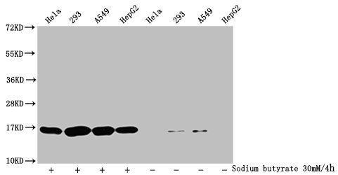 Butyrly-HIST1H3A (K9) Antibody