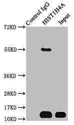 Butyrly-HIST1H4A (K12) antibody