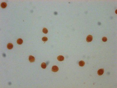 HIST1H4A Antibody