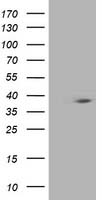 BCHE Antibody