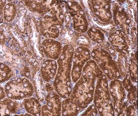 basic leucine zipper and W2 domains 2 Antibody