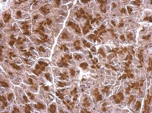 BZW2 antibody