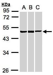 BZW2 antibody