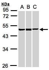 basic leucine zipper and W2 domains 2 Antibody