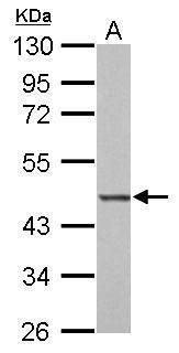 basic leucine zipper and W2 domains 2 Antibody