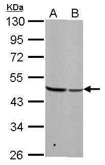 basic leucine zipper and W2 domains 2 Antibody