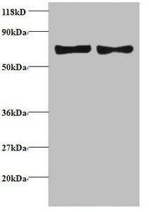 CCL5 Antibody