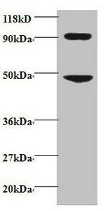 CCL7 Antibody
