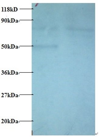 CCL22 Antibody, Biotin conjugated