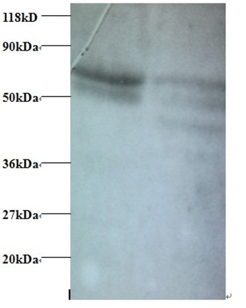 CCL5 Antibody, Biotin conjugated