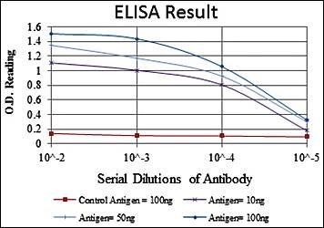 C-CBL Antibody