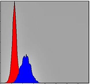 C-CBL Antibody