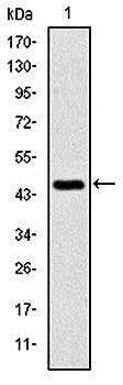 C-CBL Antibody