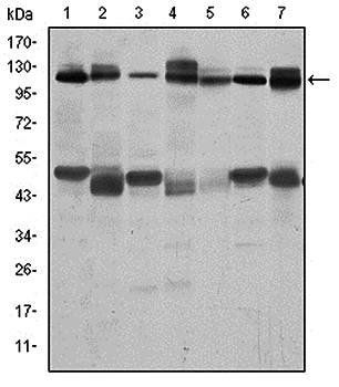 C-CBL Antibody