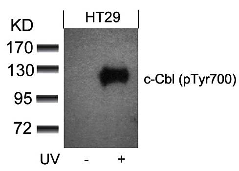 c-Cbl (phospho-Tyr700) Antibody