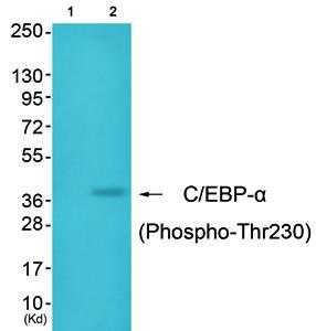 C/EBP-alpha (phospho-Thr230) antibody