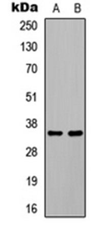 C/EBP beta (phospho-T235) antibody
