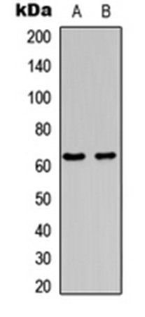 c-FOS (phospho-S362) antibody