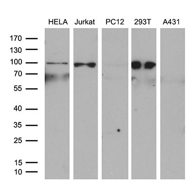 FOS Antibody