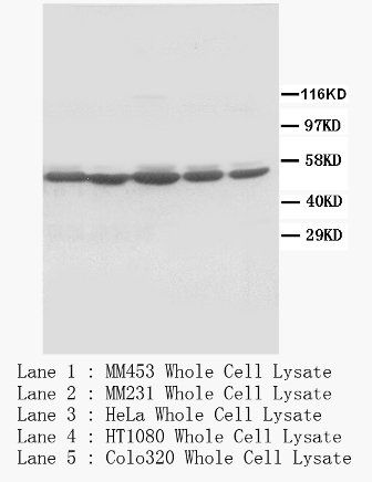 c-Fos Rabbit Polyclonal Antibody