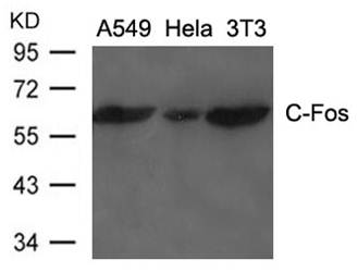 C-Fos Antibody