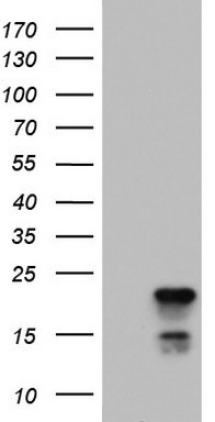 JUN Antibody