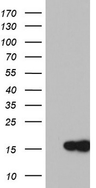 c-Jun Antibody