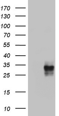 c-Jun Antibody