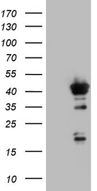 c-Jun Antibody