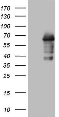 c-Jun Antibody