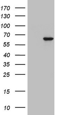 JUN Antibody