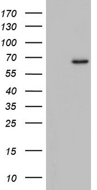 JUN Antibody