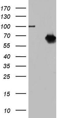JUN Antibody