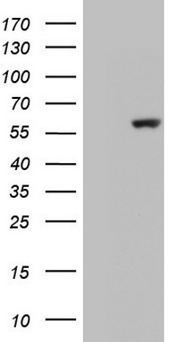 c-Jun Antibody