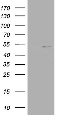 c-Jun Antibody