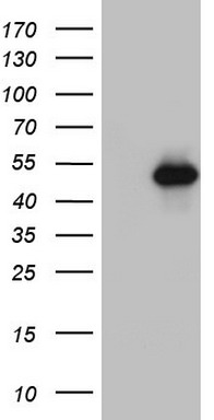 JUN Antibody
