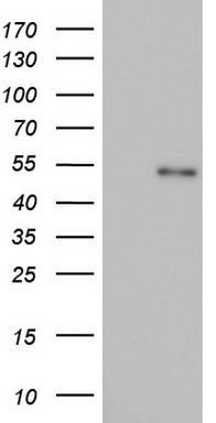 c-Jun Antibody
