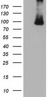 JUN Antibody