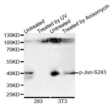 c-Jun (phospho-S243) antibody