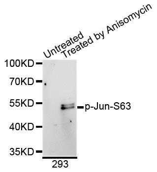 c-Jun (phospho-S63) antibody