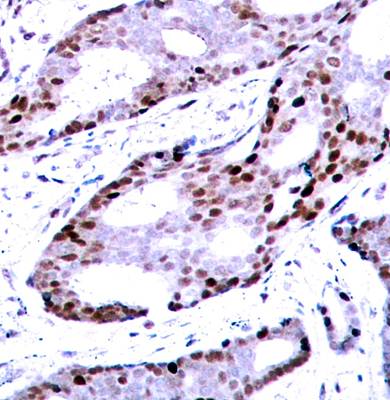 c-Jun (Ab-73) Antibody