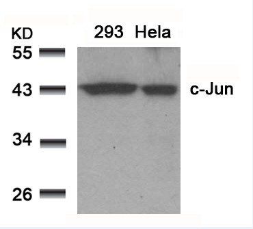 c-Jun (Ab-91) Antibody