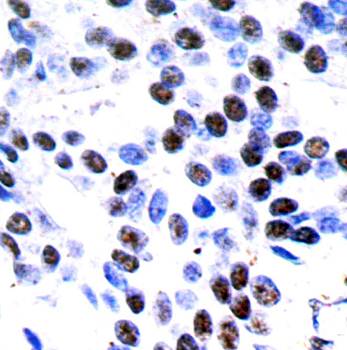 c-Jun (Ab-93) Antibody