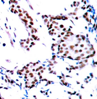 c-Jun (Ab70) Antibody