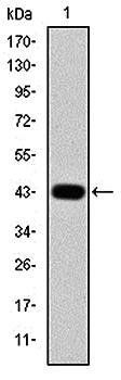 c-Jun Antibody