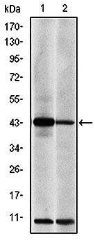 c-Jun Antibody