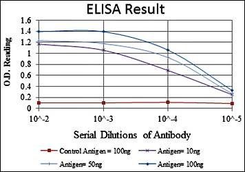 c-Jun Antibody