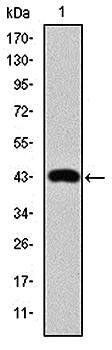 c-Jun Antibody